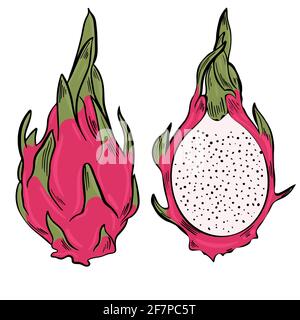 Dragon fruit. Bright colorful exotic pitahaya. Half and whole Asian fruits. Drawn pitaya. Vector. Stock Vector