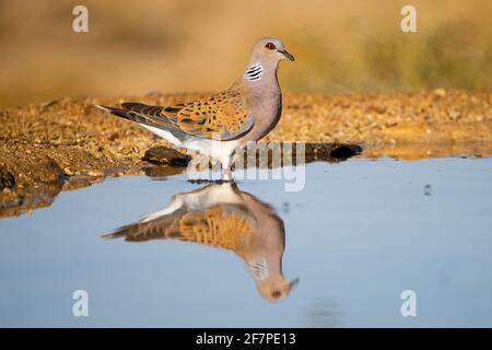 Turtle Dove (Streptopelia turtur) reflected in a water pool in the desert, negev, Israel in June Stock Photo