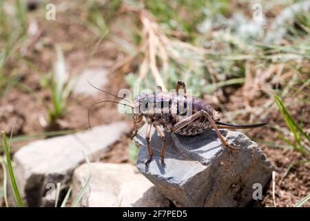 Mongolian Cicada Stock Photo