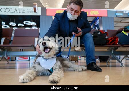 Krasnoyarsk Territory Russia 9th Apr 2021 A Passenger Pets A Dog At Dmitri Hvorostovsky Krasnoyarsk International Airport As Part Of The Emotional Support Dog Project Emotional Support Dog A Joint Project By Krasnoyarsk International Airport And