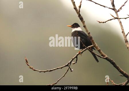 White Collared Black Bird, Turdus albocinctus, Sattal, Uttarakhand, India Stock Photo