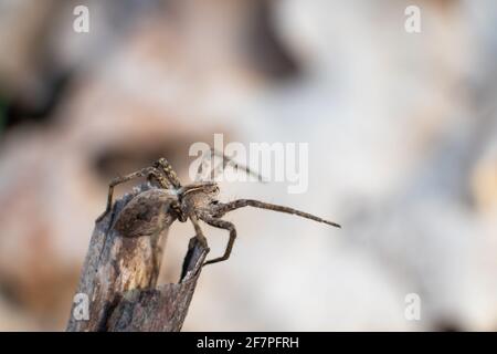 Small brown wild spider sit on branch, bask in the sun in spring forest. Super macro eyes, legs, close-up with blurred background Stock Photo