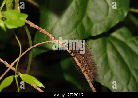 Ruby tiger moth caterpillar, Phragmatobia fuliginosa, West Bengal, India Stock Photo