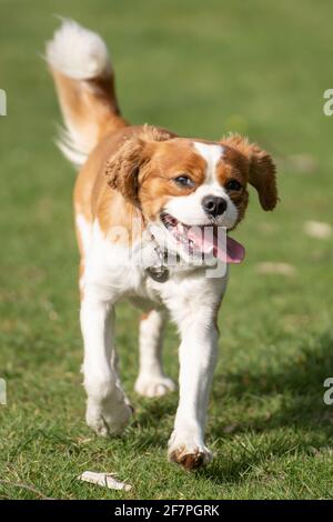 Cavalier King Charles Spaniel dog running Stock Photo