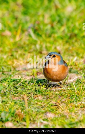 portrait of chaffinch in the grass Stock Photo