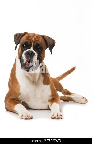 Adult boxer dog isolated on white background Stock Photo