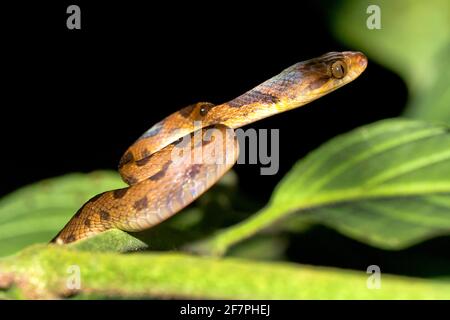 Mapepire Corde Violon, Blunthead Tree Snake, Imantodes cenchoa, Tropical Rainforest, Corcovado National Park, Osa Conservation Area, Osa Peninsula, Co Stock Photo