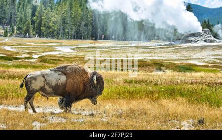 A wild bison in the Yellowstone National Park. Wyoming. USA. Stock Photo