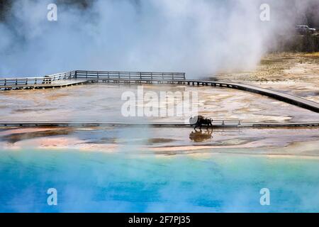 A bison crossing Grand Prismatic Spring In the Yellowstone National Park. Wyoming. USA. Stock Photo