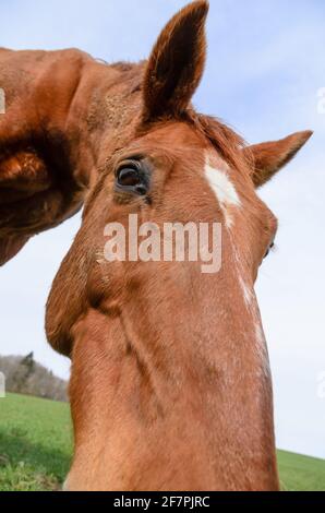 Domestic brown horse (Equus ferus caballus), front view, portrait