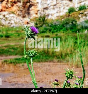 Milk Thistle (Silybum eburneum) Photographed in Israel, Galilee in March Stock Photo