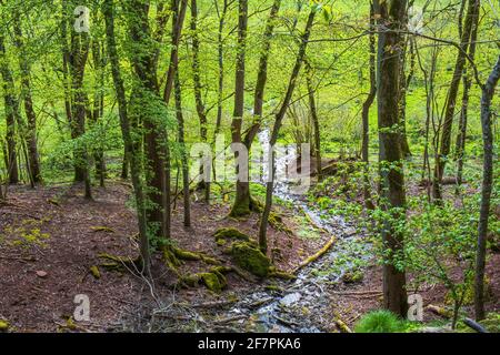 Stream in a deciduous forest with fresh leaves in spring Stock Photo
