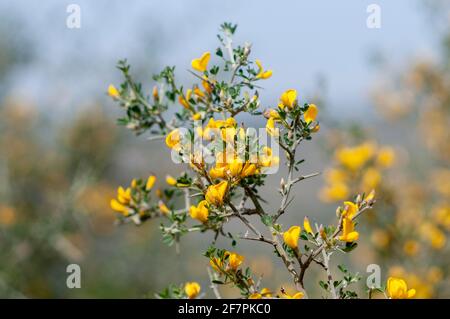 Calicotome villosa, also known as hairy thorny broom and spiny broom, is a small shrubby tree native to the eastern Mediterranean region. Photographed Stock Photo