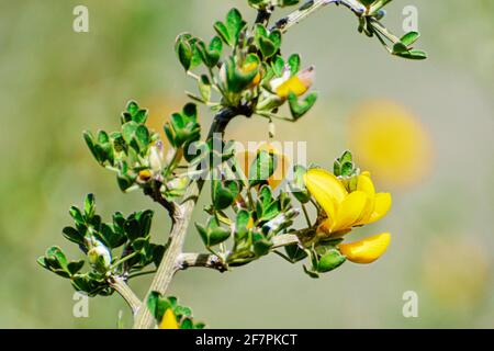 Calicotome villosa, also known as hairy thorny broom and spiny broom, is a small shrubby tree native to the eastern Mediterranean region. Photographed Stock Photo