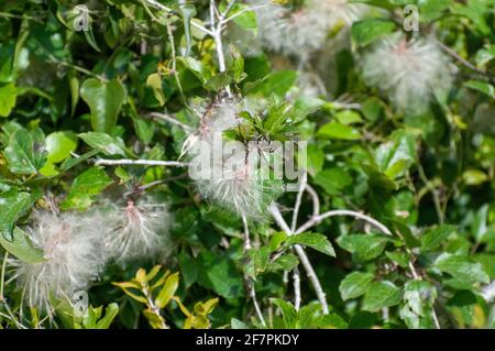 Blow ball seeds caught on the branches of a tree Stock Photo