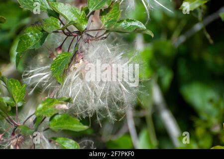 Blow ball seeds caught on the branches of a tree Stock Photo