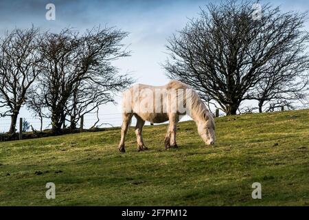 An iconic wild Bodmin Pony grazing on Bodmin Moor in Cornwall. Stock Photo