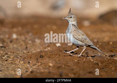 Crested Lark (Galerida cristata) near water,  Crested larks breed across most of temperate Eurasia from Portugal to north-east China and eastern India
