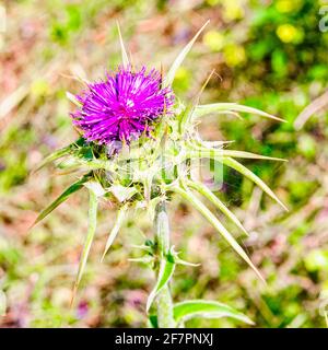 Milk Thistle (Silybum eburneum) Photographed in Israel, Galilee in March Stock Photo