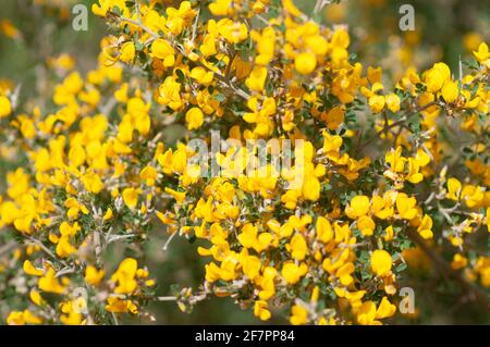 Calicotome villosa, also known as hairy thorny broom and spiny broom, is a small shrubby tree native to the eastern Mediterranean region. Photographed Stock Photo