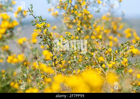 Calicotome villosa, also known as hairy thorny broom and spiny broom, is a small shrubby tree native to the eastern Mediterranean region. Photographed Stock Photo