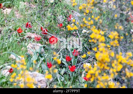 Calicotome villosa, also known as hairy thorny broom and spiny broom, is a small shrubby tree native to the eastern Mediterranean region. Photographed Stock Photo