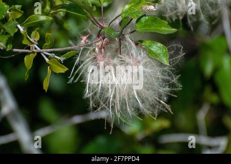 Blow ball seeds caught on the branches of a tree Stock Photo