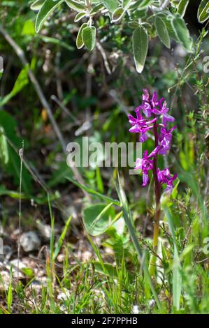 butterfly orchid (Anacamptis papilionacea) Photographed in Israel in March Stock Photo