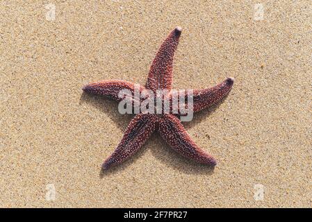 A starfish lying on the sand of an ocean in France. Stock Photo