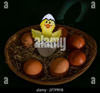 A funny drawn chick hatches out of the egg in a basket of real eggs in the straw Stock Photo