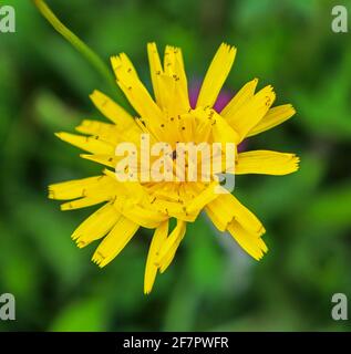 A yellow goats beard flower or Jack-go-to-bed-at-noon, meadow salsify, showy goat's-beard, meadow goat's-beard, (Tragopogon pratensis), England, UK Stock Photo