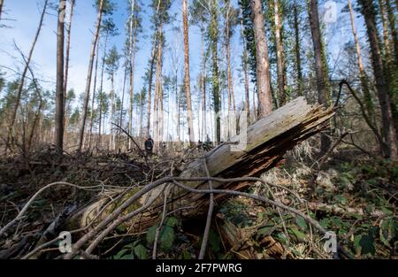Belgern, Germany. 09th Apr, 2021. Damage can be seen in a pine forest near Belgern. The situation in Saxony's forests is still very tense. Compared to the record year 2019, the amounts of damaged timber have slightly decreased in 2020  in the soils. Credit: Hendrik Schmidt/dpa-Zentralbild/dpa/Alamy Live News Stock Photo