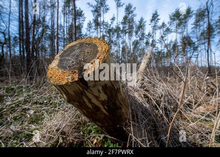 Belgern, Germany. 09th Apr, 2021. Damage can be seen in a pine forest near Belgern. The situation in Saxony's forests is still very tense. Compared to the record year 2019, the amounts of damaged timber have slightly decreased in 2020  in the soils. Credit: Hendrik Schmidt/dpa-Zentralbild/ZB/dpa/Alamy Live News Stock Photo