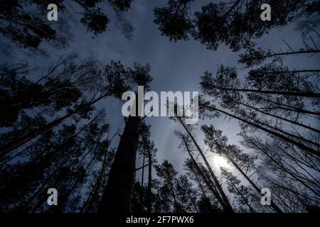 Belgern, Germany. 09th Apr, 2021. The silhouettes of pine trees in a forest near Belgern can be seen against the light of the sun. The situation in Saxony's forests is still very tense. Compared to the record year 2019, the amounts of damaged wood have slightly decreased in 2020 in the soils. Credit: Hendrik Schmidt/dpa-Zentralbild/dpa/Alamy Live News Stock Photo