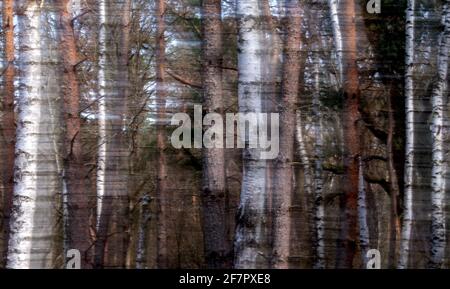Belgern, Germany. 09th Apr, 2021. (Photo with wipe effect) Trunks of pine and birch trees stand in a forest near Belgern. The situation in Saxony's forests is still very tense. Compared to the record year 2019, the amounts of damaged wood have slightly decreased in 2020 due to the successful efforts of forest owners and their associations as well as forest authorities and forest contractors in the Free State. Damage, especially to pines and deciduous trees, has increased further due to still insufficient water reserves in the soils. Credit: Hendrik Schmidt/dpa-Zentralbild/dpa/Alamy Live News Stock Photo