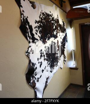 A black and white oreo looking cow hide, or skin hanging on a wall as decor, western style. Stock Photo