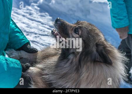 A joyful dog of the Keeshond breed meets its owner and holds out his paws Stock Photo