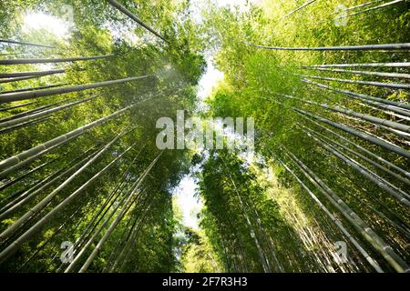 A bamboo forest in Kyoto, Japan is seen on a sunny summer day. Stock Photo