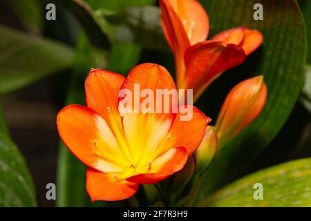 Clivia miniata or showy Natal lily, closeup. Bush lily flower growing in hothouse.