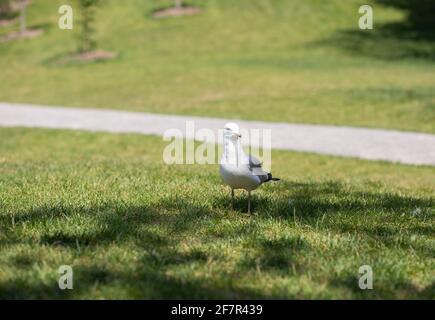 white and grey bird walking on the grass in summer Stock Photo