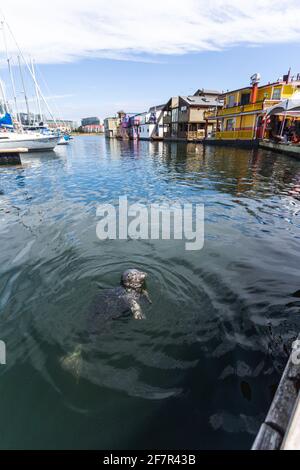 seal peaking in the water in front of floating houses Stock Photo
