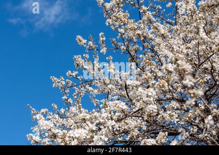 Branches of blossoming cherry with soft focus on light blue sky background in sunlight. White cherry blossoms. Stock Photo