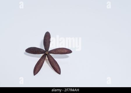 A close up shot of a dried Indian lilac seed,an open dried seed almost looks like an artifact. Azadirachta indica, commonly known as neem, nimtree or Stock Photo