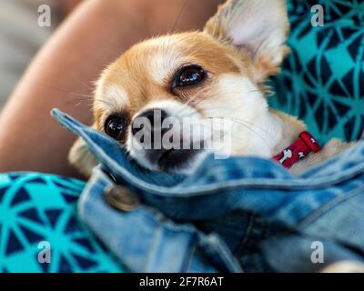 Cute beige and white small dog with sleepy eyes on his owner's lap Stock Photo