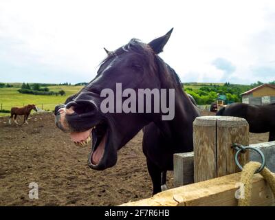 laughing black horse head in summer Stock Photo