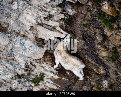A white mountain goat on the side of a steep rock cliff Stock Photo - Alamy
