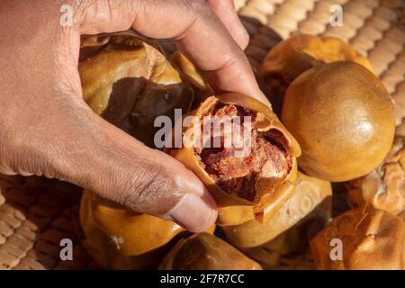 Mashed ripe wild fruits of the African medlar tree (Vangueria infausta) locally known as mpfilwa, umviyo, umtulwa Stock Photo