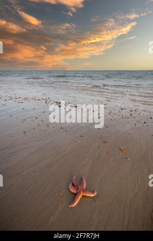 A Starfish on the sand of a beach at sunset Stock Photo