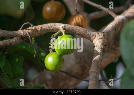 Green wild medlar (Vangueria infausta) round wild african fruit locally known as mpfilwa, umviyo or umtulwa Stock Photo