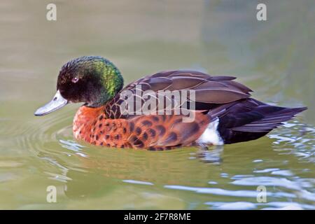 A Male Chestnut Teal, Anas castanea swimming Stock Photo
